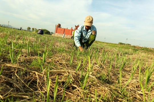 Nông dân Nghệ An thu nhập khá từ loại cây bán được cả lá lẫn củ