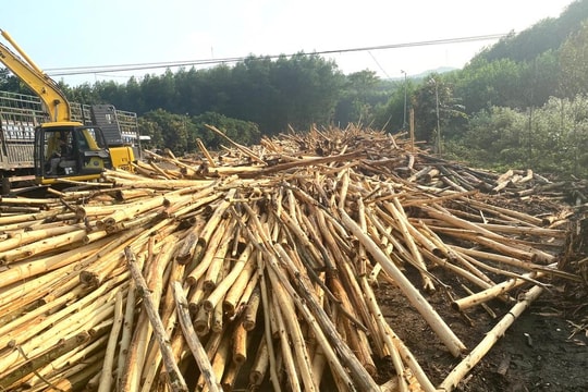 Nghệ An: Giá keo giảm sâu, nhiều cơ sở tạm dừng thu mua