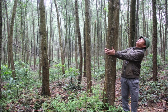 Hàng trăm hộ dân 'mắc kẹt' trong rừng đặc dụng ở Nam Đàn