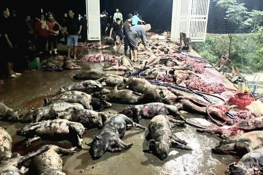 Xót xa gần 1.300 con lợn trong trang trại ở Nghệ An bị thiêu cháy trong đêm