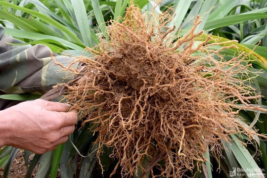 Rễ hương bài ở Quỳnh Lưu tăng giá lên gần 50.000 đồng/kg