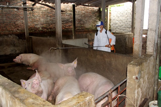 Nghệ An tăng cường phòng bệnh cho đàn vật nuôi dịp cuối năm