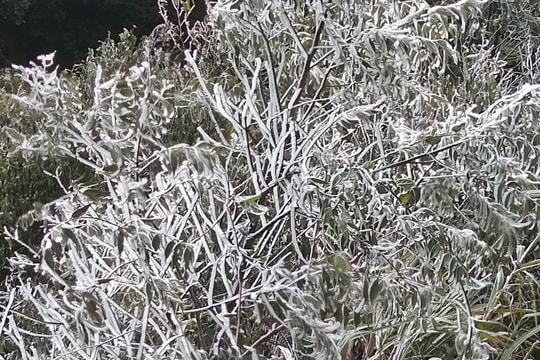 Tuyết phủ trắng khu vực vùng biên giới Nghệ An