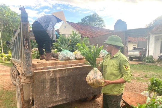 Nghệ An: Xây dựng các loại hình công nghệ nâng cao chất lượng giống cây lâm nghiệp 