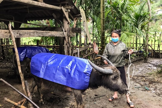 Nghệ An: Mặc áo cho gia súc, xông hơi cho gia cầm chống rét