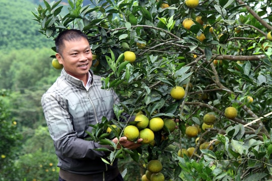 Đoạn tuyệt ma túy, trở thành ông chủ trang trại thu nhập tiền tỷ