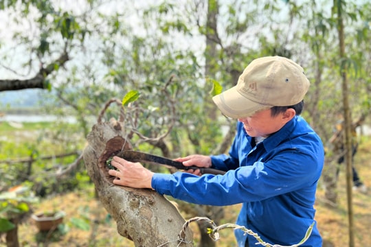 'Phù phép’ những gốc cây xù xì thành bonsai tiền triệu
