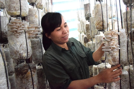 Nấm sò tăng giá cao vẫn không đủ áp ứng nhu cầu khách hàng