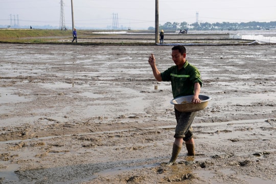 Bất chấp khuyến cáo, nông dân xuống giống vụ Xuân sớm hơn lịch thời vụ 20 ngày