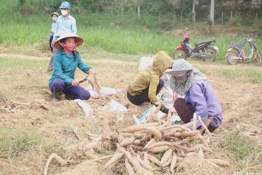Nông dân Anh Sơn nhộn nhịp thu hoạch sắn