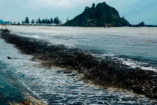 'Mùn biển' xâm nhập Cửa Lò, cảnh báo tình trạng rác thải đại dương