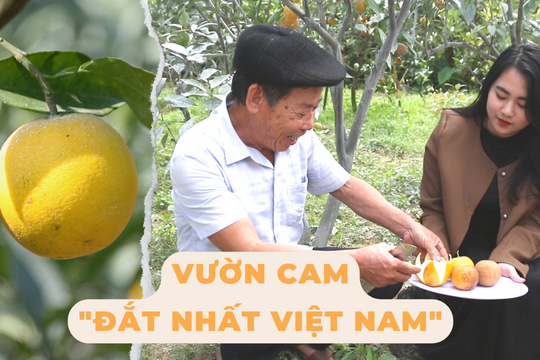 Khám phá loại cam đắt nhất Việt Nam