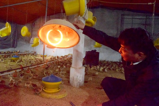 Nông dân Nghệ An đốt than, củi sưởi ấm cho đàn vật nuôi trong đợt rét đậm, rét hại