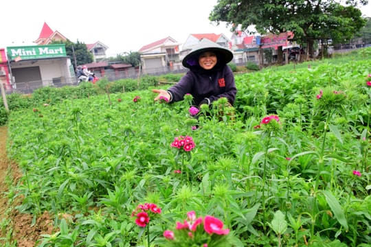 Người trồng hoa Tết khấp khởi chờ ngày thu hoạch