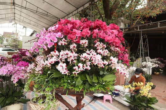 Chạy ‘sô’ dịp Tết, thợ cắm lan kiếm gần chục triệu mỗi ngày