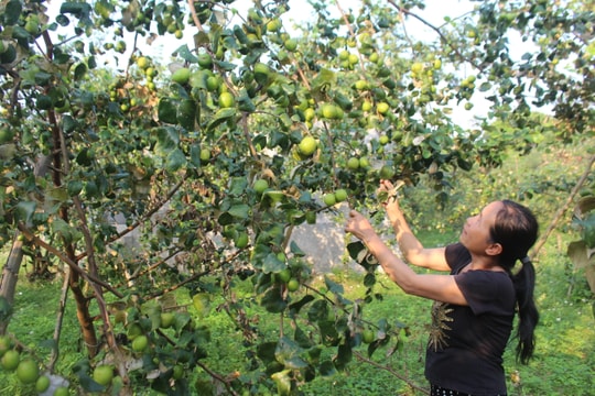 Nông dân Con Cuông vào vụ thu hoạch táo