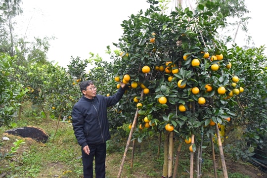 Cận cảnh cây cam Xã Đoài chơi Tết giá hàng chục triệu đồng