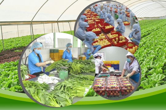 Chỗ đứng của rau, quả