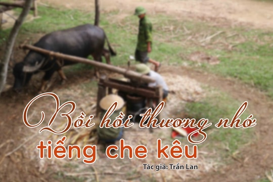 Tản văn hay: Bồi hồi thương nhớ tiếng che kêu
