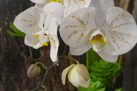 Nghệ An: Độc lạ lan dát vàng, quất thế gỗ lũa chơi Tết