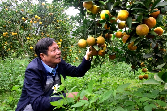 Thăm trại cam Xã Đoài lòng vàng trĩu quả ở Đồng Thành (Yên Thành)