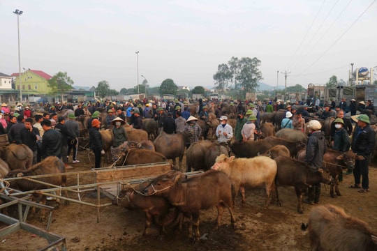 Chợ trâu bò lớn nhất Đông Nam Á vào phiên cận Tết