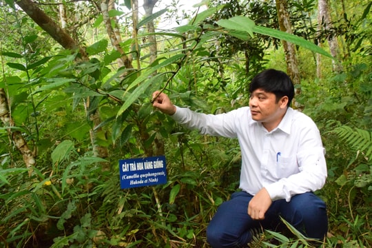 Vị Bí thư Đảng ủy xã ‘mặn duyên' với cây chè ‘nữ hoàng’