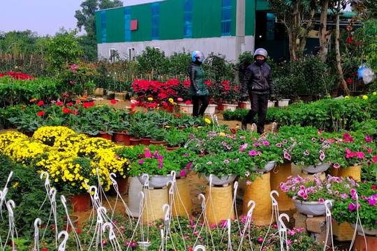 Đừng để ‘hoa cười, người khóc’