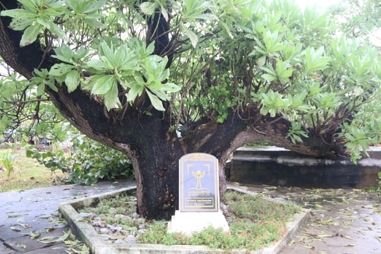 Chuyện về phong ba - cây di sản ở đảo Song Tử Tây