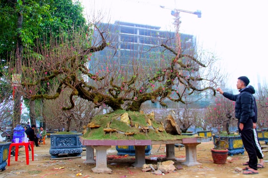 Nghệ An: Đào dáng rồng được chào giá cho thuê hàng trăm triệu đồng 