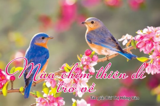 Tản văn hay: Mùa chim thiên di trở về