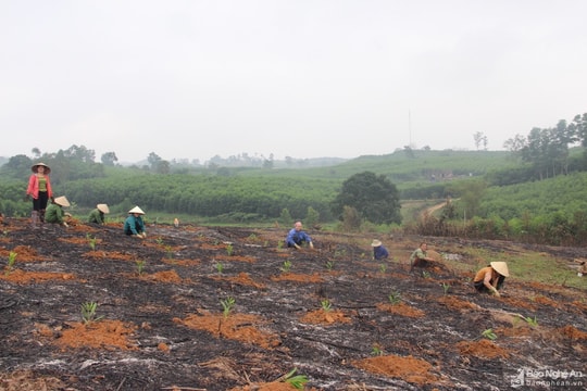 Nghệ An ban hành Chỉ thị về Tết trồng cây – Xuân Quý Mão năm 2023