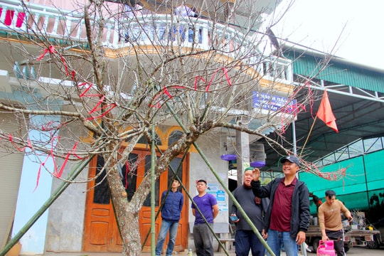 Đào đá ùn ùn về phố núi Kỳ Sơn bán dịp Tết