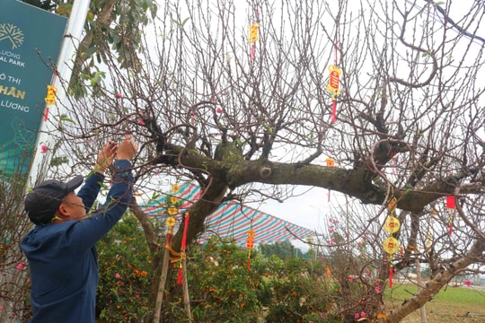 Đào 'khủng' đổ bộ thị trấn Đô Lương