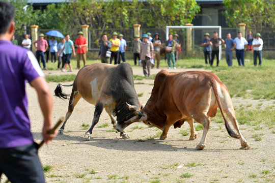Travel to Muong Long and visit bullfight festival