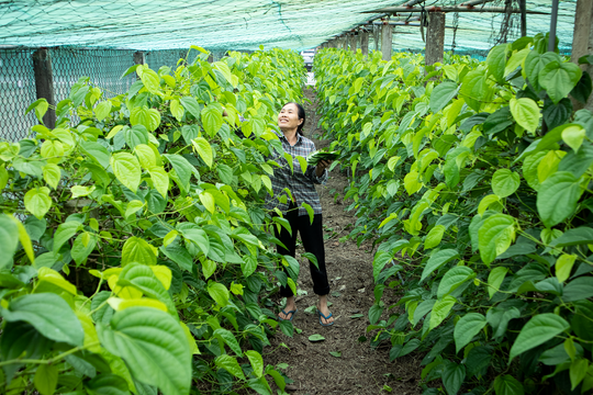 Mùa ‘đếm lá thu tiền’ của người trồng trầu ở Nghệ An