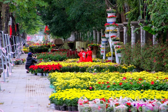 Những tuyến đường hoa Tết rực rỡ ở thành Vinh