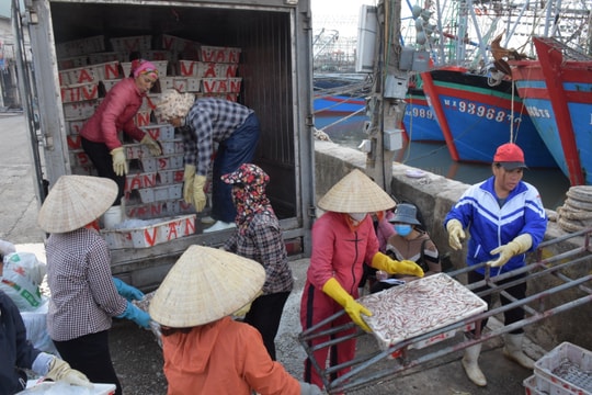 Ngư dân thị xã Hoàng Mai trúng mùa cá trỏng chuyến biển cuối năm