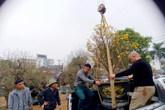 Nghề vận chuyển cây cảnh 'vào mùa'