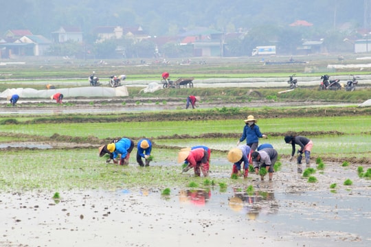 Nhiều địa phương gieo cấy vụ xuân sớm: Mừng ít, lo nhiều