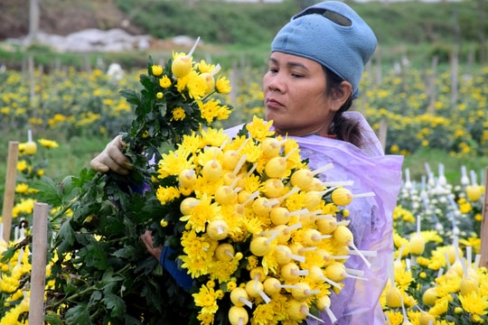 Hoa cúc tươi được giá, chủ vườn tại Nghệ An phấn khởi 