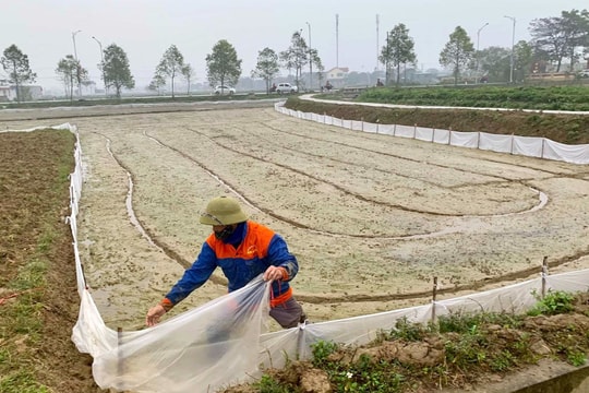 Nông dân Nghệ An xuống đồng trong giá rét 