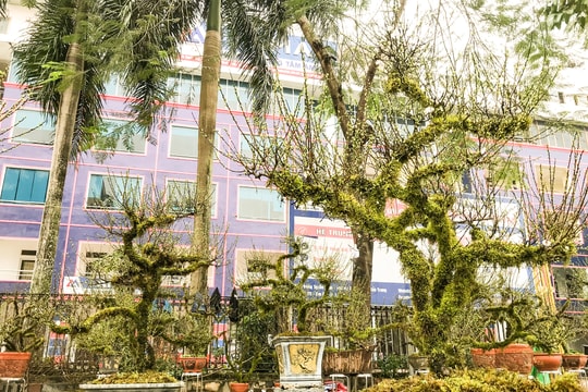 Lạ mắt những cây cảnh chưng Tết ở phố Vinh