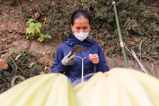 Kiếm nửa triệu mỗi ngày từ chẻ lạt buộc bánh chưng