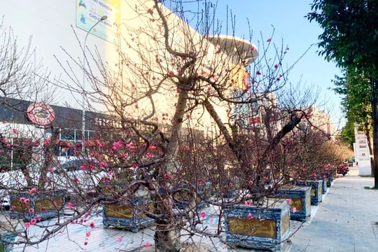 Cận Tết, chủ vườn cho thuê đào cả ngày ngồi 'hóng' khách 