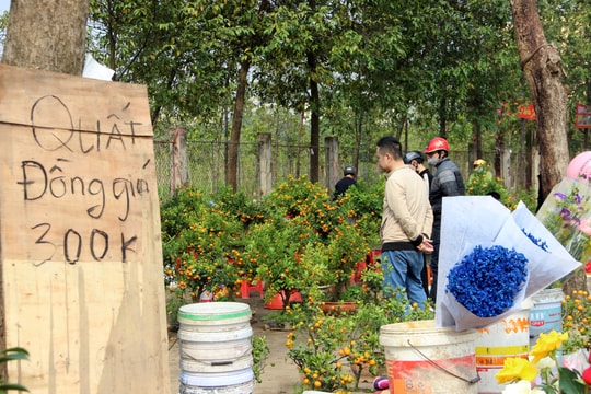 TP. Vinh: Mai, đào, quất ế ẩm, hạ giá kịch sàn vẫn kén người mua ngày 30 Tết