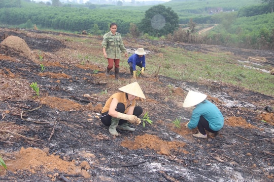 Nghệ An nhộn nhịp trồng rừng vụ xuân 