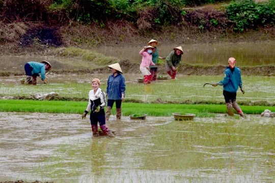 Sau Tết, nông dân miền Tây Nghệ An xuống đồng gieo cấy vụ Xuân