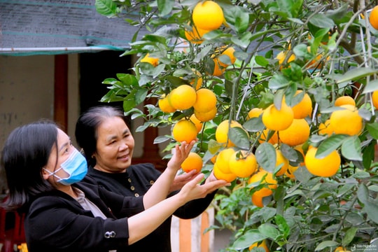 Nhiều sản phẩm OCOP của Nghệ An bán chạy 