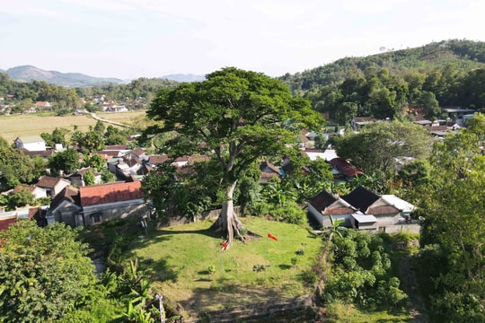 Cây sui trăm tuổi Diên Tràng: Di tích lịch sử mang vẻ đẹp kỳ thú 